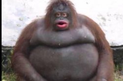 Stinky Meme Template