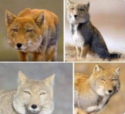 tibetan foxes Meme Template