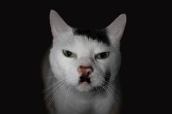 Hitler Cat Meme Template