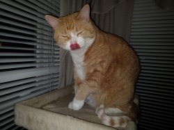 Can you lick your nose? Meow Cute Cat Meme Template