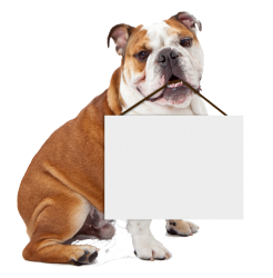 Bulldog holding blank sign Meme Template