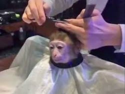 Haircut Monkey Meme Template