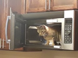 Cat in Microwave Meme Template