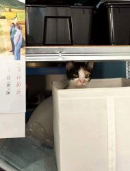 Cat Dictator Meme Template