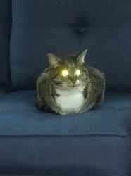 Evil kitty Meme Template