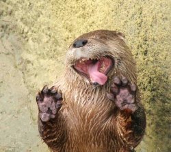 Derp Otter Meme Template