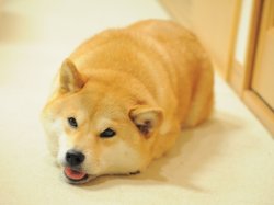 Tired or Hot doge Meme Template