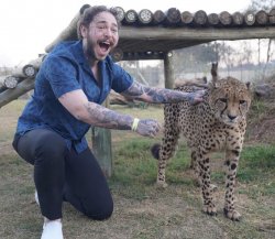 Post Malone with a cheetah Meme Template