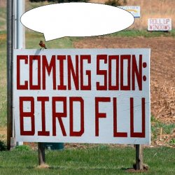 Bird Flu Bird Meme Template