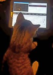 Cat with tablet router settings and linux commands line Meme Template