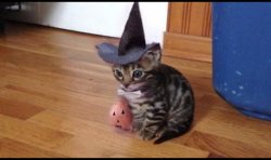 Halloween cat Meme Template