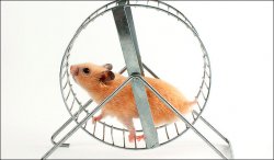 Hamster Wheel Meme Template