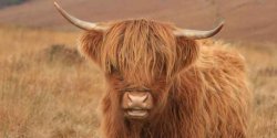 Scottish Bull Meme Template