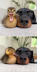 Bad Pun Duck and Dog Meme Template