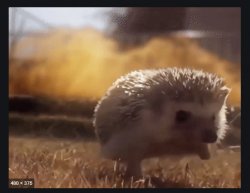 Hedgehog Explosion Meme Template