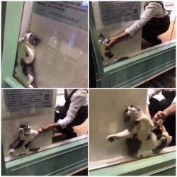 cat window Meme Template
