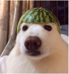 Watermelon doggo Meme Template