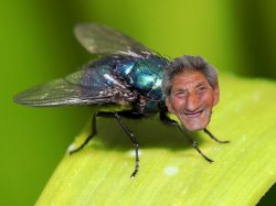 Ivan the Fly Meme Template