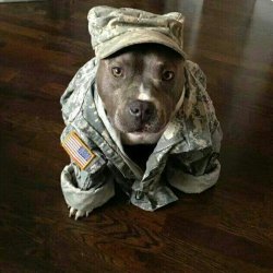 Military Dog Meme Template