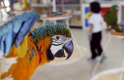 PetSmart Parrots Teaching N Word Meme Template