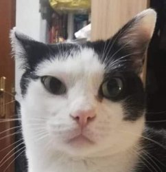 Akira the cat Meme Template