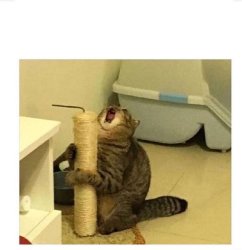 SCREAMING CAT LOVES POST Meme Template