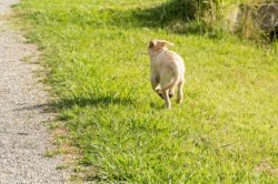 Dog running away with tail between legs Meme Template