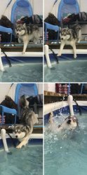 Dog falling into pool Meme Template