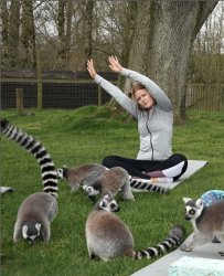 Lemur Yoga Meme Template
