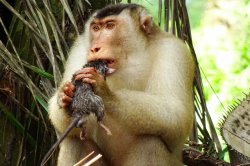 Rat-eating macaque Meme Template