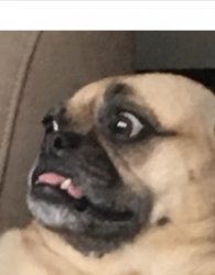 Shocked pug Meme Template