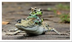 Five frogs on a crocodile Meme Template