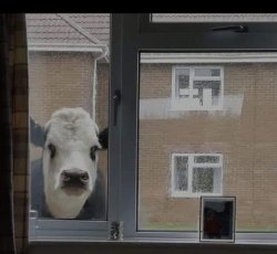Cow in window soon Meme Template