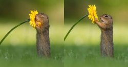 Squirrel smells a flower Meme Template