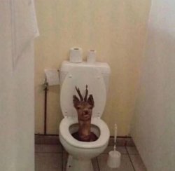 Summoning Toilet Deer Meme Template