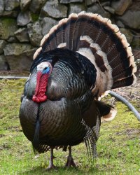 TurkeyGate Meme Template