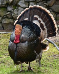 TurkeyGate Impeachment Meme Template