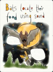 Bats locate their food using sound Meme Template