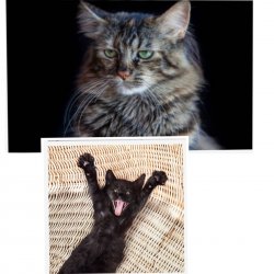 Grumpy then happy cat Meme Template