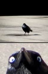 Crow Meme Template