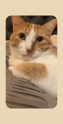 Pensive cat Meme Template