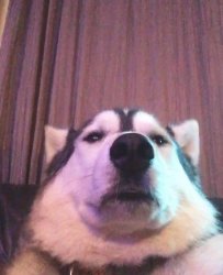Dog Selfie Meme Template