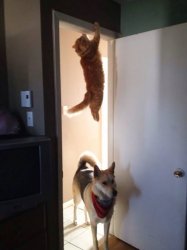 Jumping Cat and Dog Meme Template