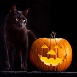 Samhain cat Meme Template