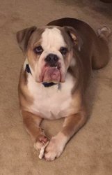 Kaiser Meme Template