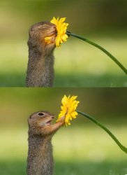 Squirrel Smelling Flower Meme Template