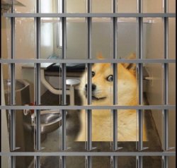 Doge in Jail Meme Template