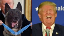 hero dog trump Meme Template