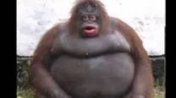 LE MONKE Meme Template