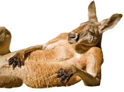 fat kangaroo Meme Template